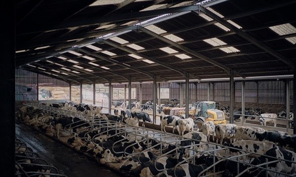 Cows at Bentley Ford Farm